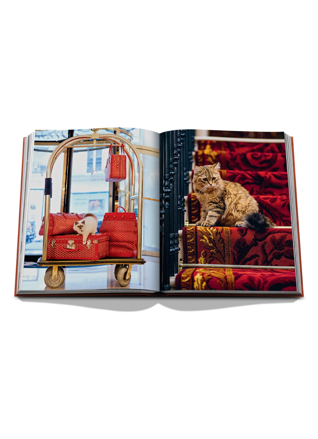 Assouline Chic Cats - detail 4 multicolor