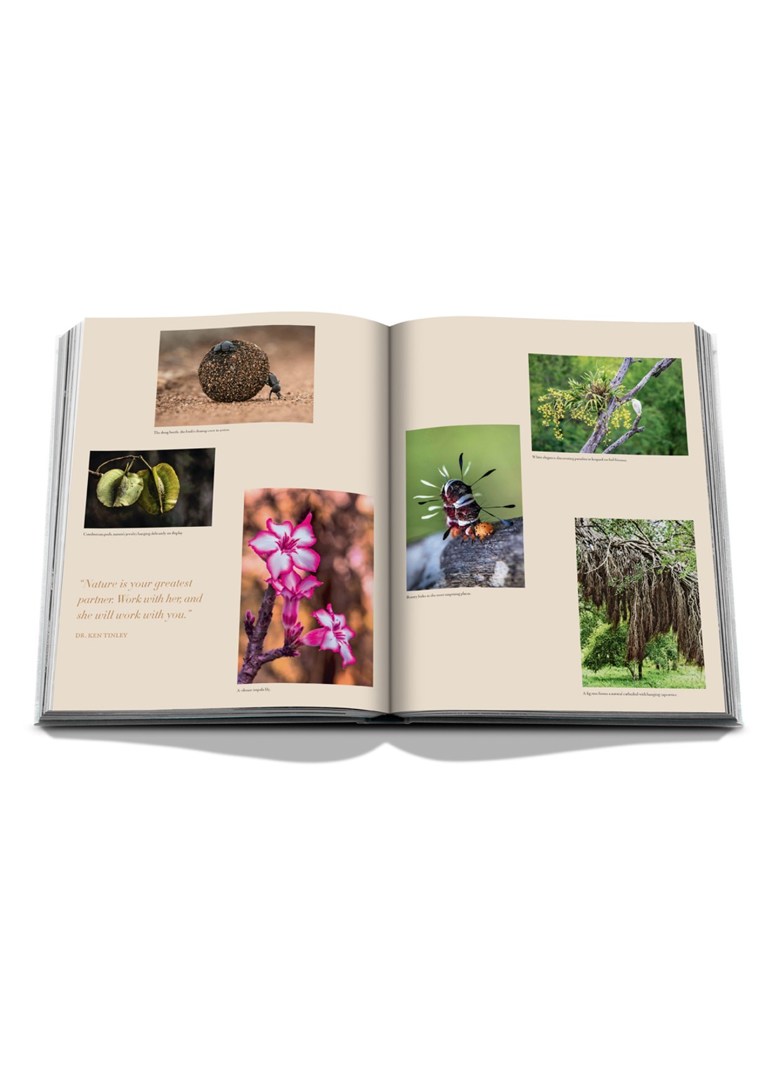 Assouline Londolozi: The Safari That Changed Everything - detail 8 multicolor