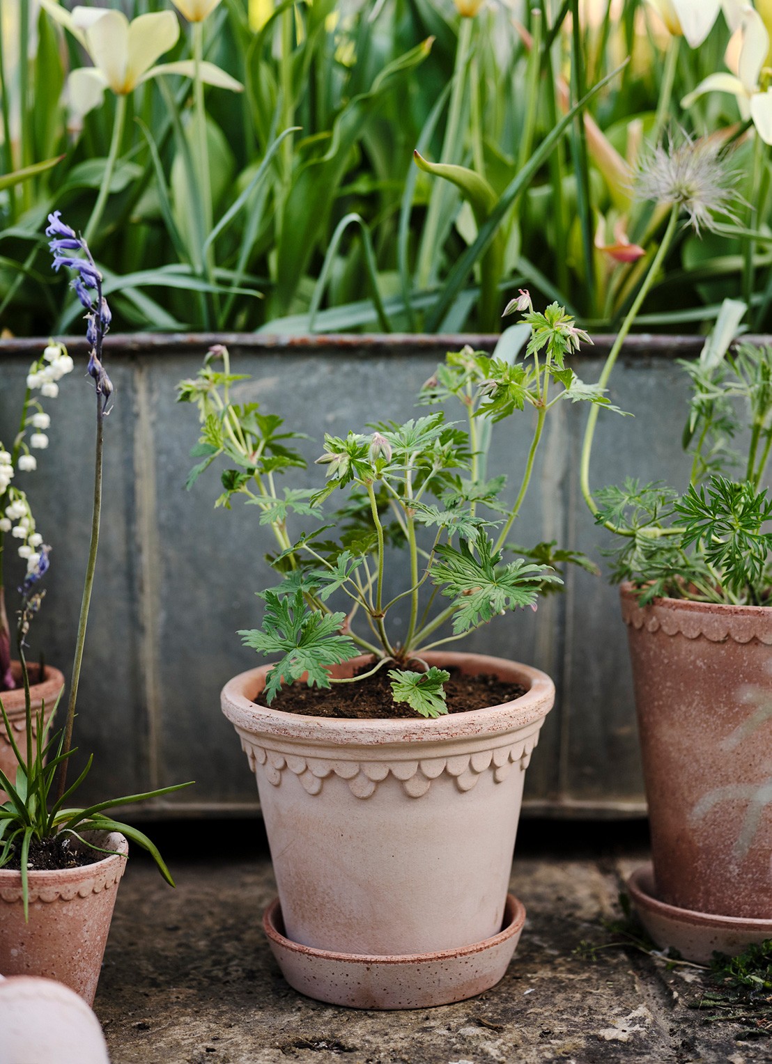 Bergs Potter Københavner bloempot voor binnen en buiten Ø14 cm - voorkant 2 donkerbeige
