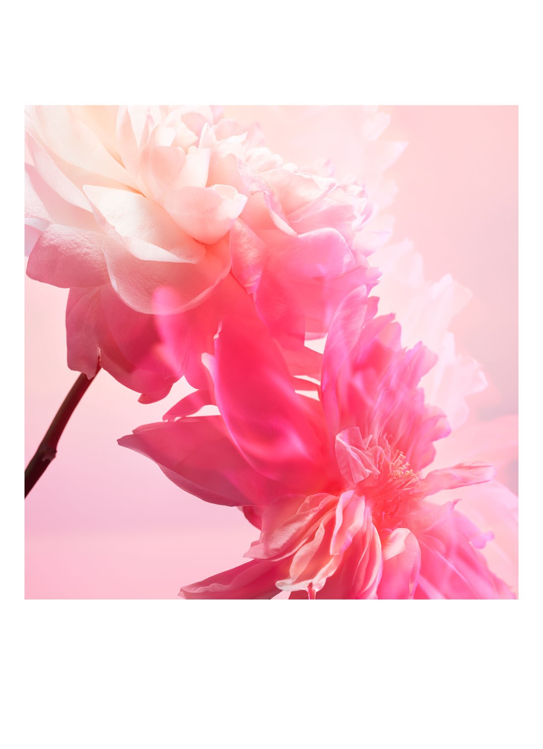 Charlotte Tilbury Calm Bliss Eau de Parfum - detail 5 undefined