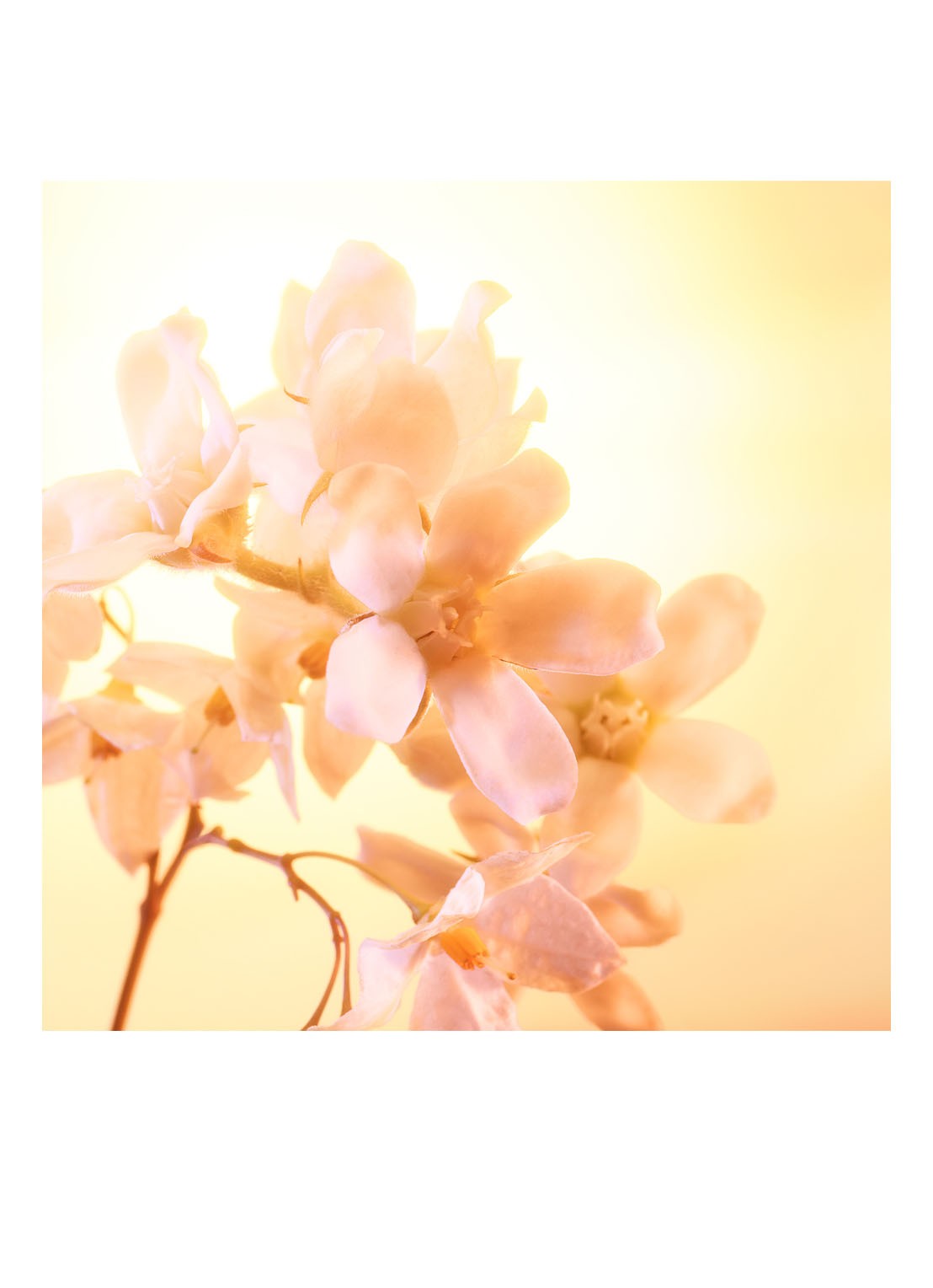 Charlotte Tilbury Joyphoria Eau de Parfum - detail 3 undefined
