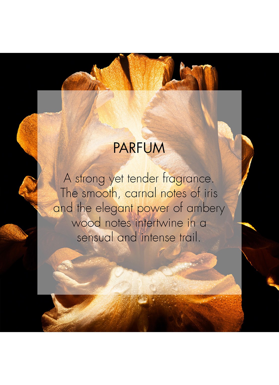 DIOR Homme Parfum - detail 7 undefined