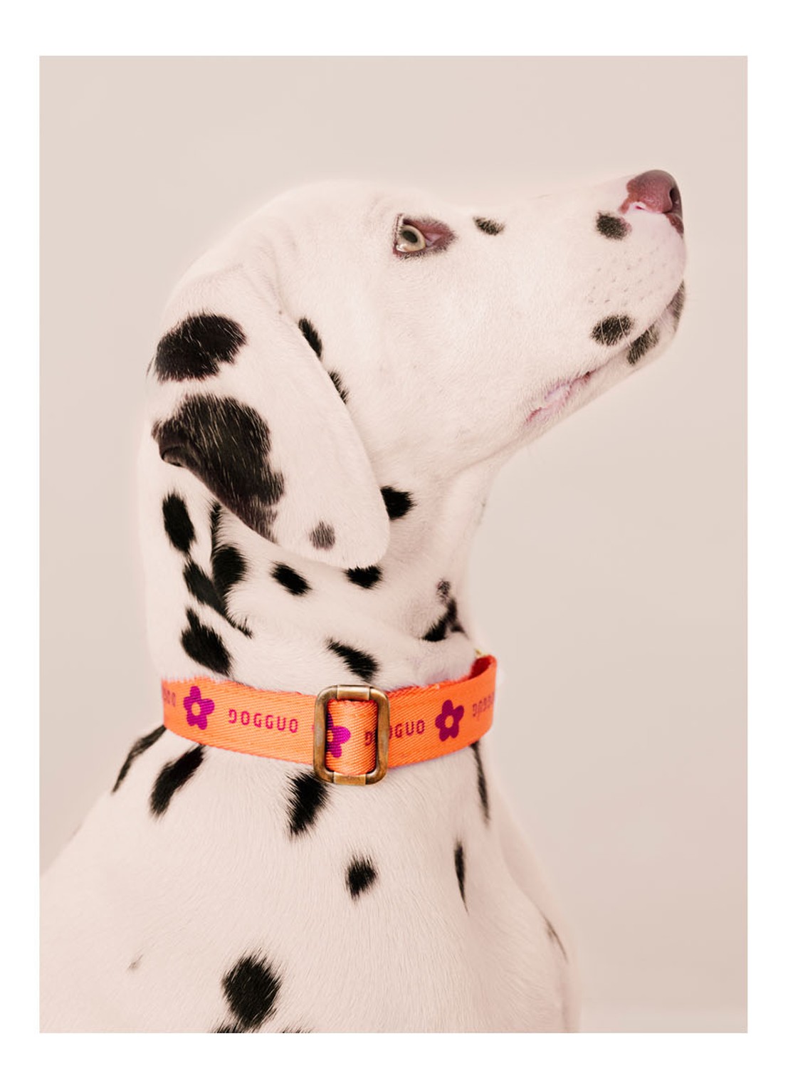 DOGGUO Flower collar M halsband voor honden 36 x 52 cm - detail 3 orange