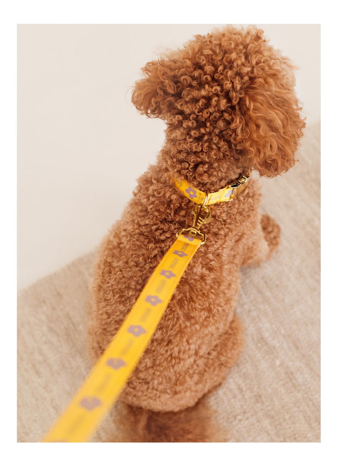 DOGGUO Flower collar M halsband voor honden 36 x 52 cm - detail 4 geel