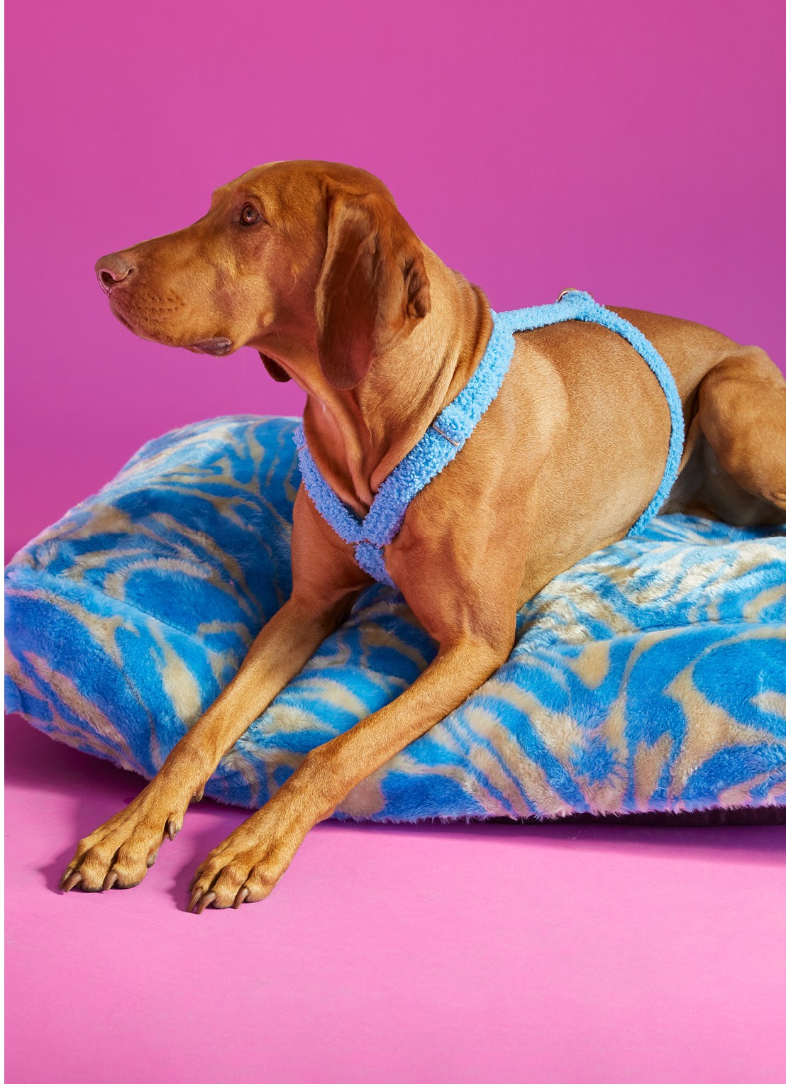 DOGGUO Swirl L hondenmand 105 x 65 cm - voorkant 4 blauw