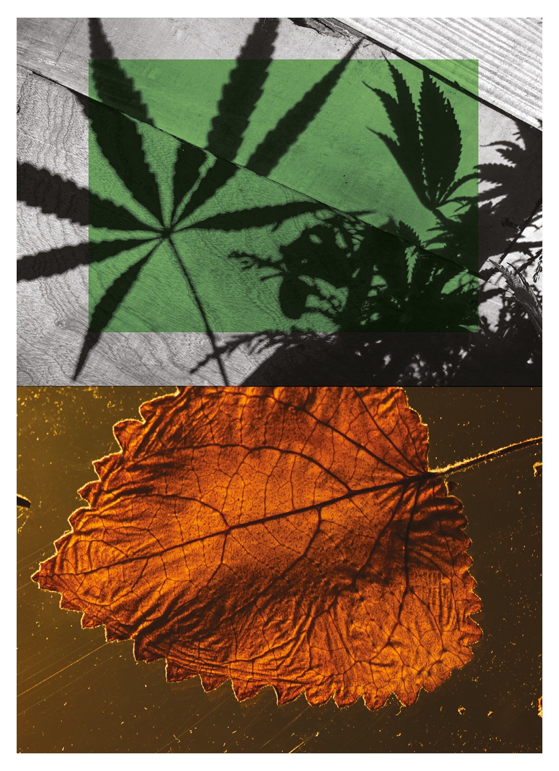 Dries Van Noten Cannabis Patchouli Eau de Parfum - detail 2 undefined