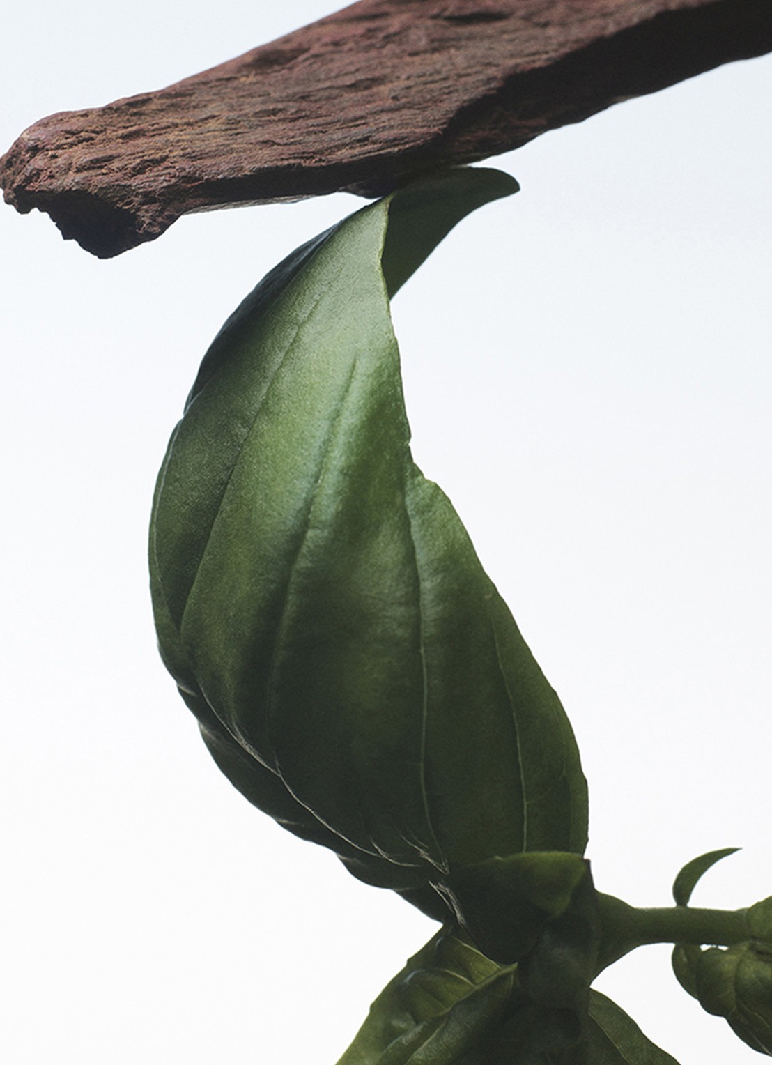 Dries Van Noten Crazy Basil Eau de Parfum - voorkant 2 undefined