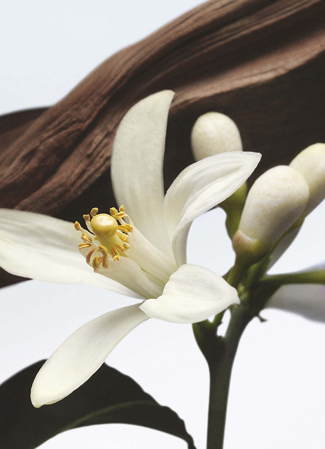 Dries Van Noten Jardin de l'Orangerie Eau de Parfum - voorkant 2 undefined