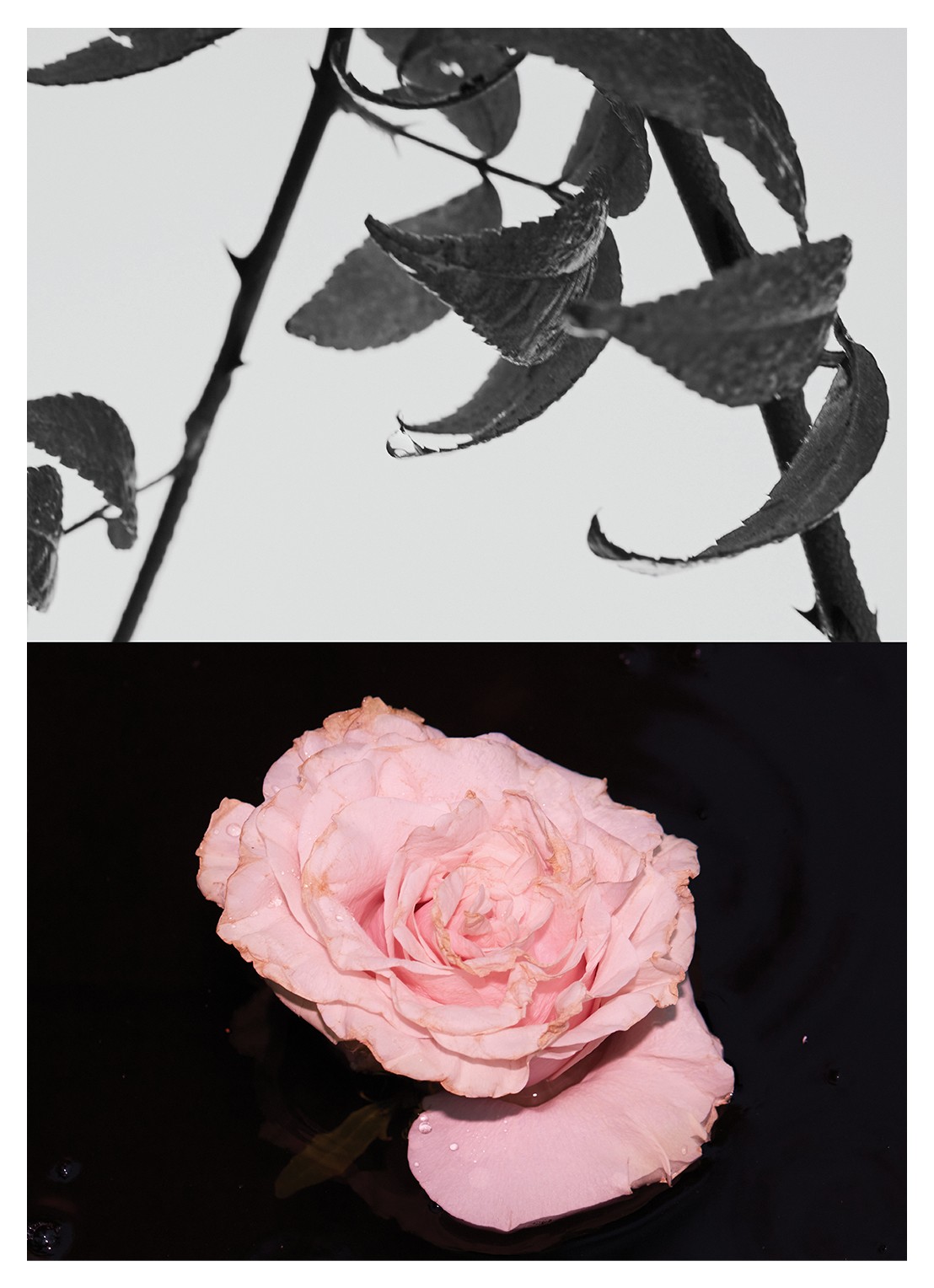 Dries Van Noten Rosa Carnivora Eau de Parfum - detail 2 undefined