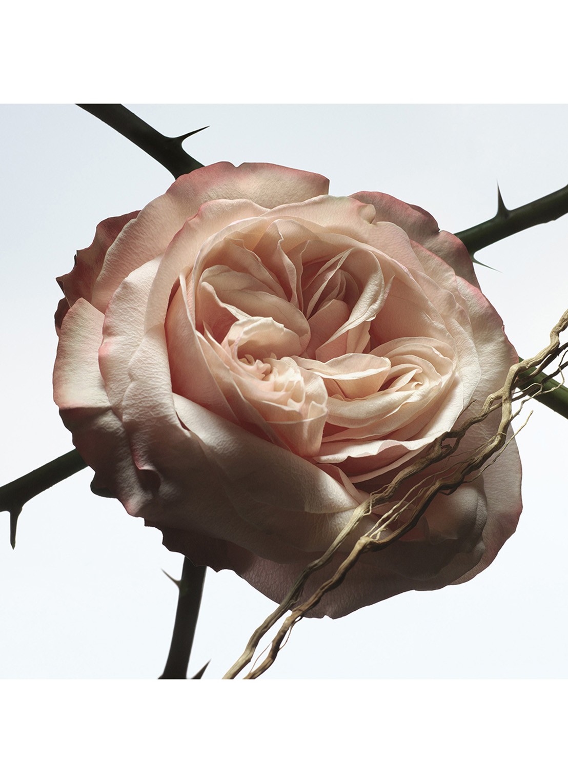 Dries Van Noten Rosa Carnivora Eau de Parfum - detail 4 undefined