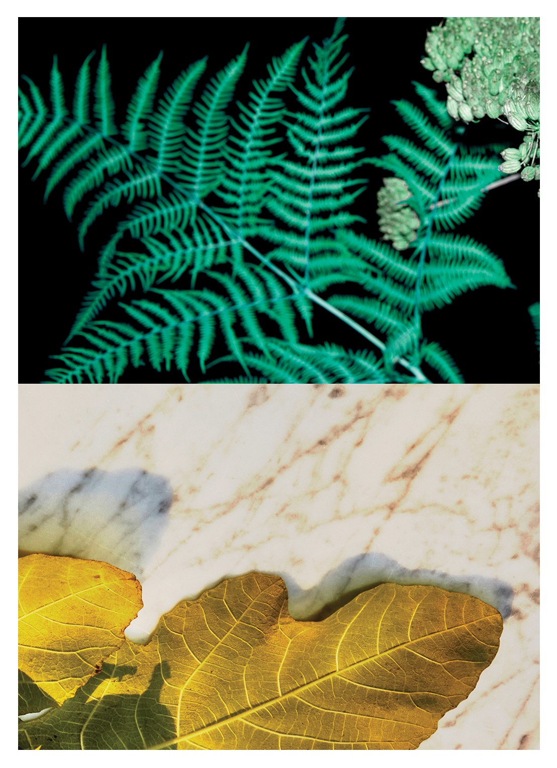 Dries Van Noten Santal Greenery Eau de Parfum - detail 5 undefined