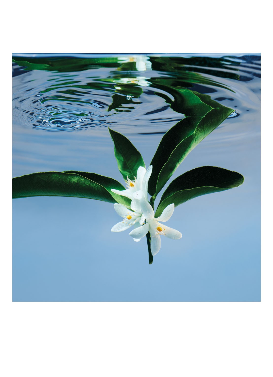 Gucci Gucci Bloom Eau de Toilette - detail 5 undefined