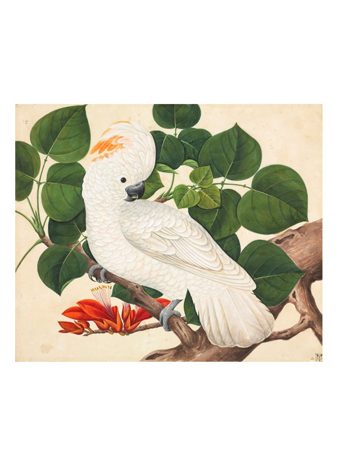 IXXI Cockatoo wanddecoratie - voorkant multicolor