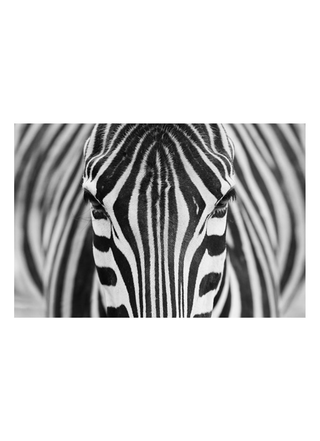 IXXI Zebra wanddecoratie 80 x 120 cm - voorkant 2 grijs