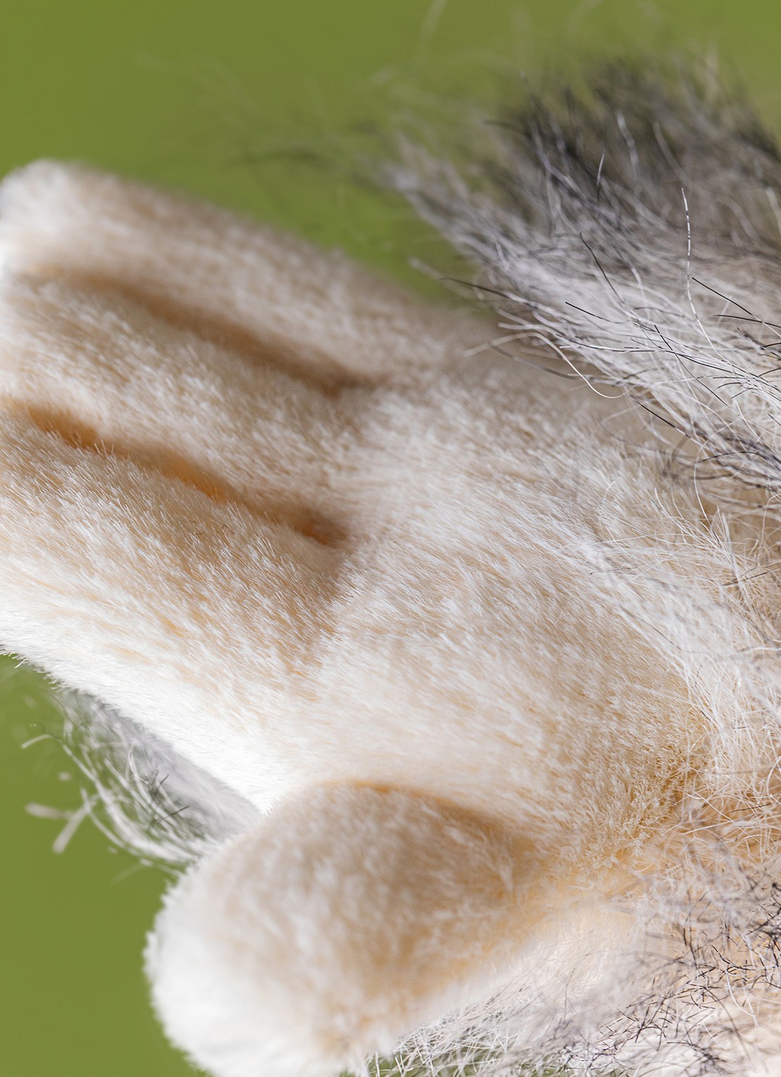 Jellycat Bretti Yeti knuffel 28 cm - detail 5 beige