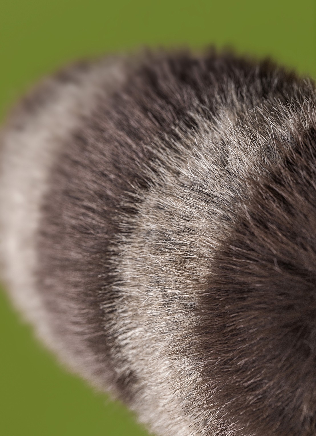 Jellycat Trixiwoo Raccoon knuffel 24 cm - detail 2 beige