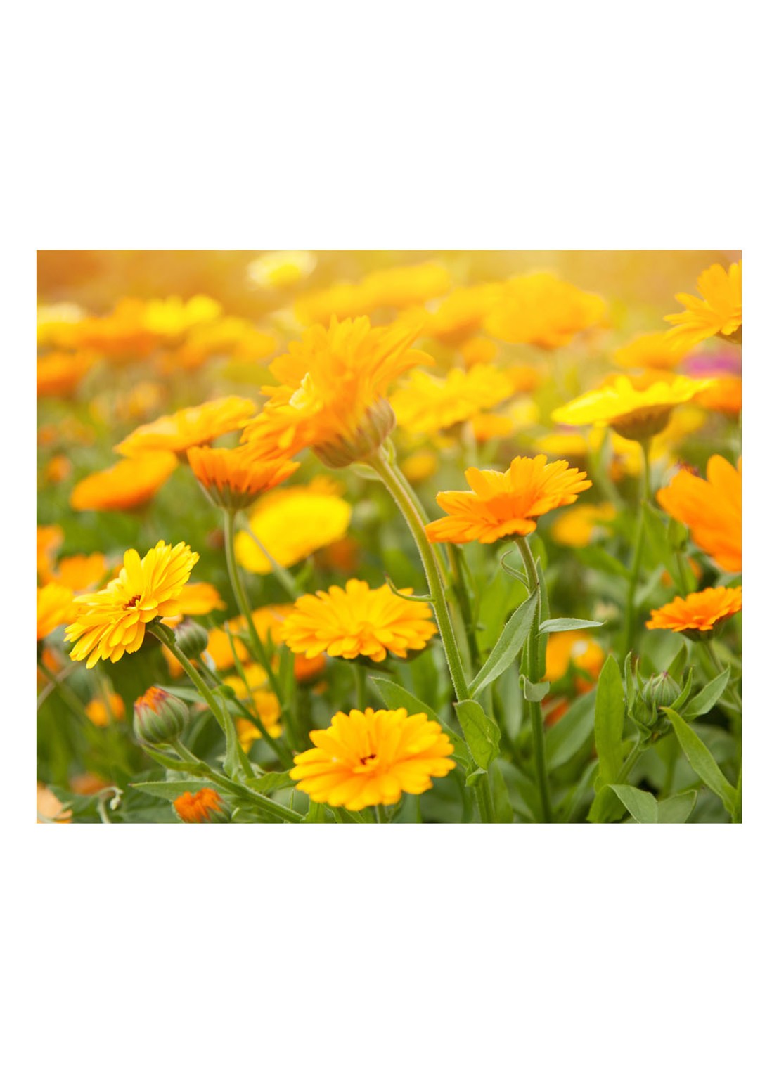 Kiehl's Calendula Petal-Infused Calming Mask - gezichtsmasker - detail 4 undefined