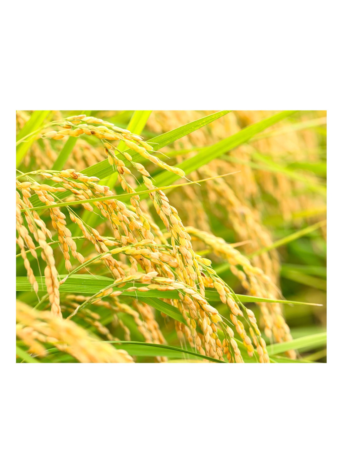 Kiehl's Rice and Wheat Shampoo - detail 4 undefined