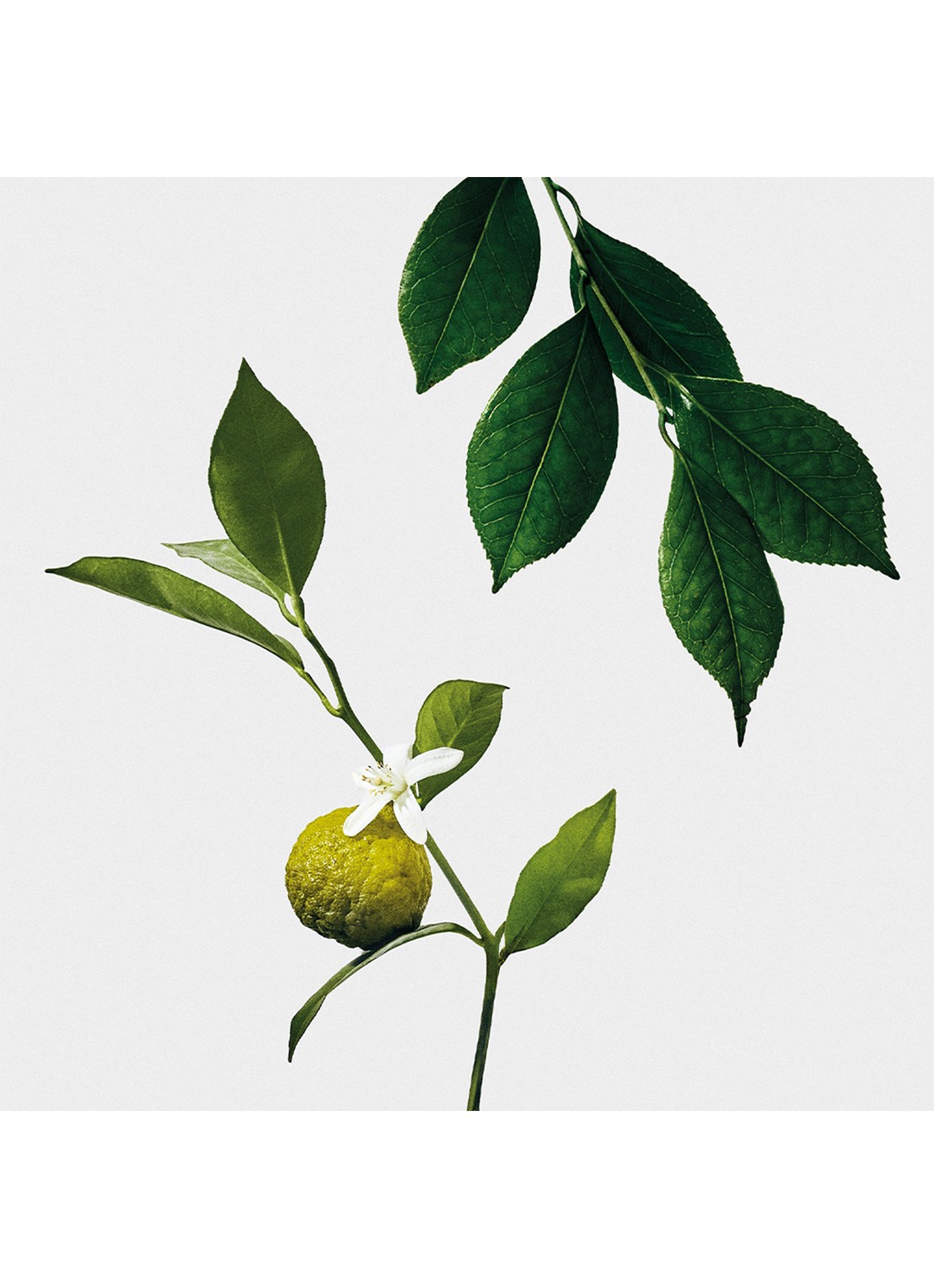 LOEWE Earl Grey Scented Candle - geurkaars 320 gram - detail 3 undefined