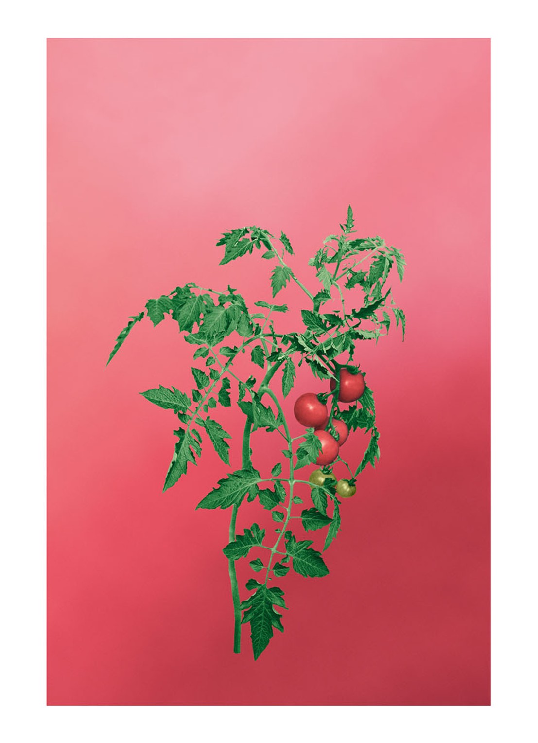 LOEWE Large Tomato Leaves Candle - geurkaars 2120 gram - detail 6 undefined