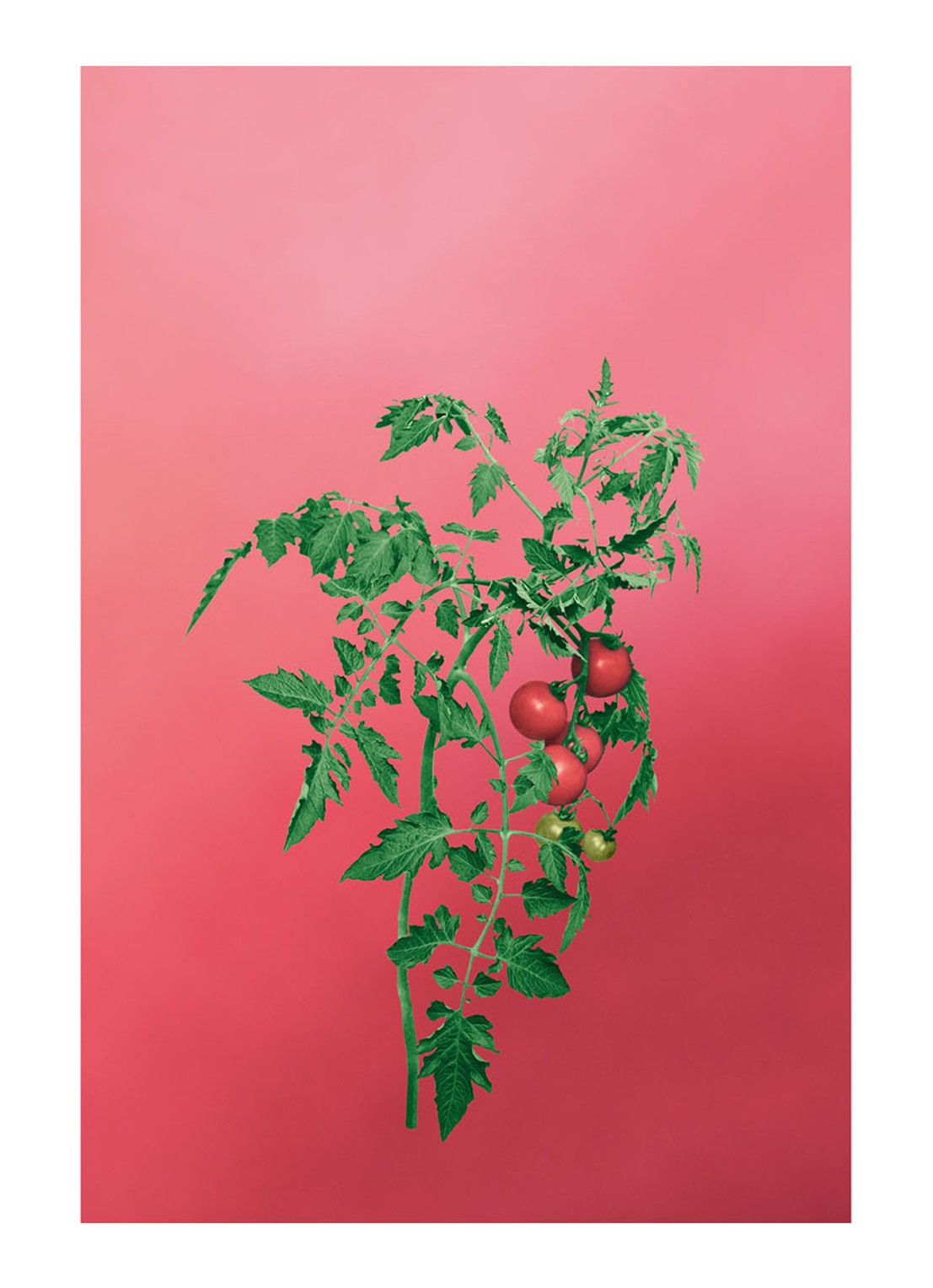 LOEWE Small Tomato Leaves Candle - geurkaars 170 gram - detail 6 undefined