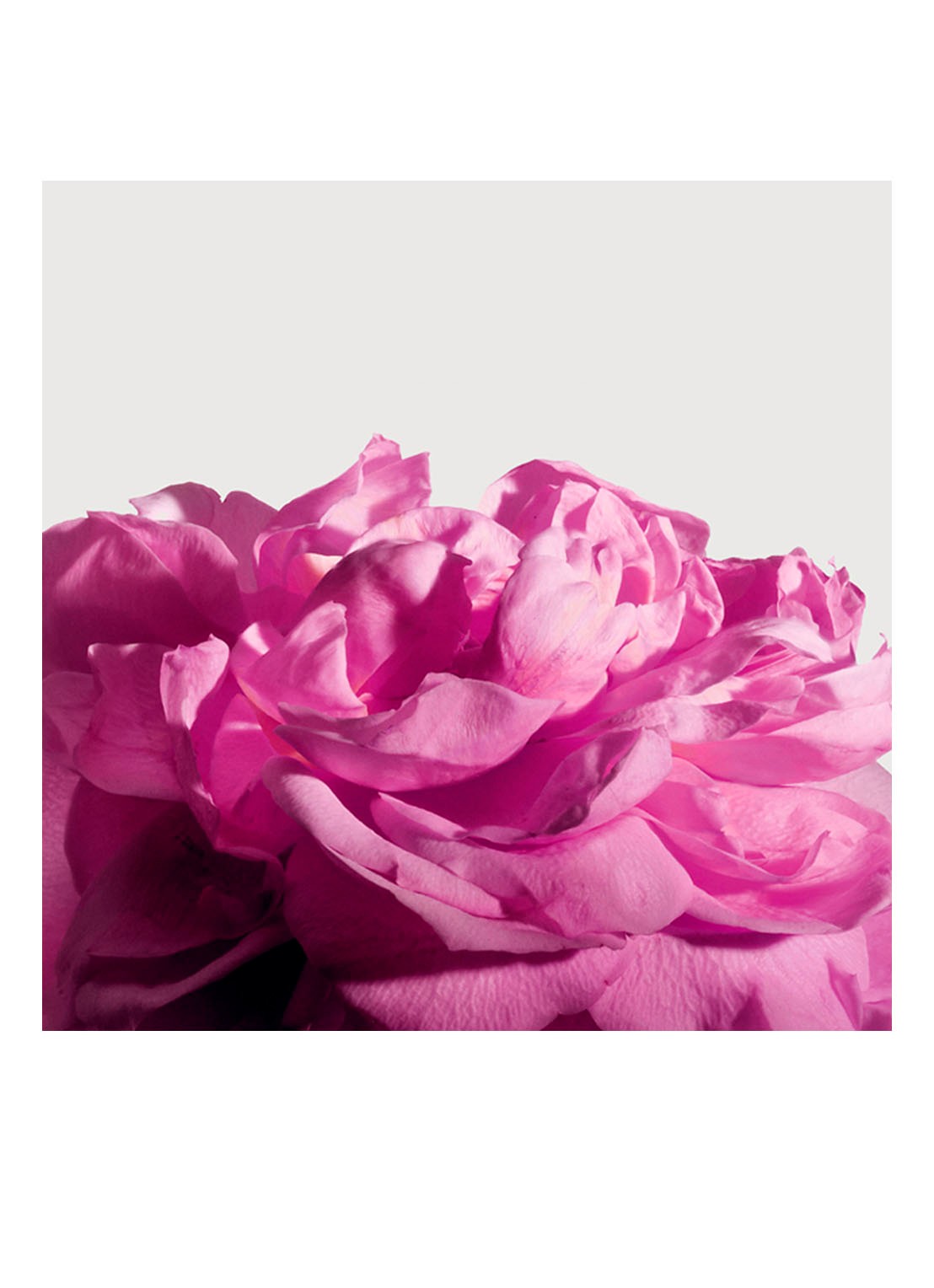 Matiere Premiere Radical Rose Extrait de Parfum - detail 5 undefined