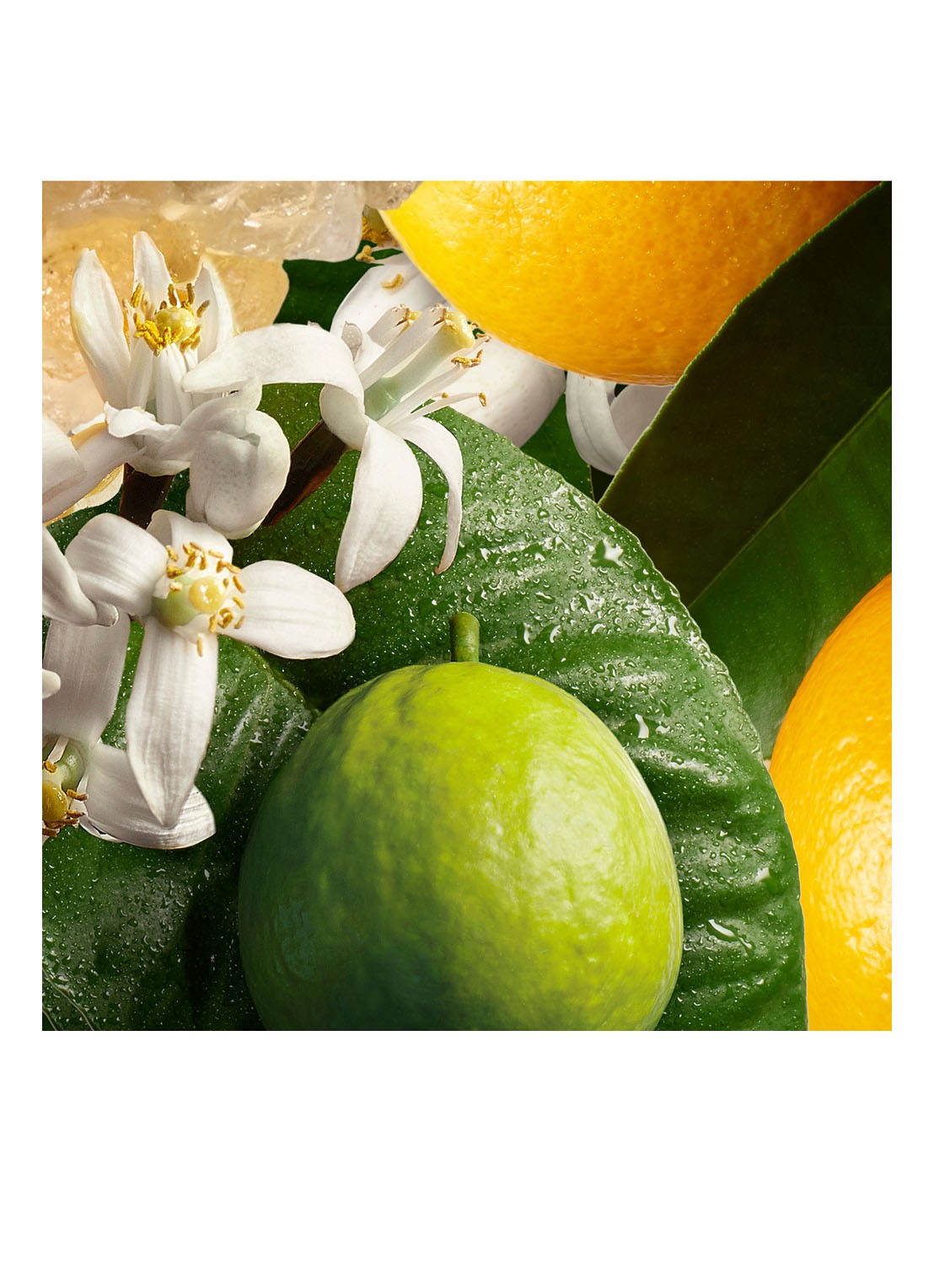 Molton Brown Orange & Bergamot Bath & Showergel - bad- en douchegel - detail 4 undefined