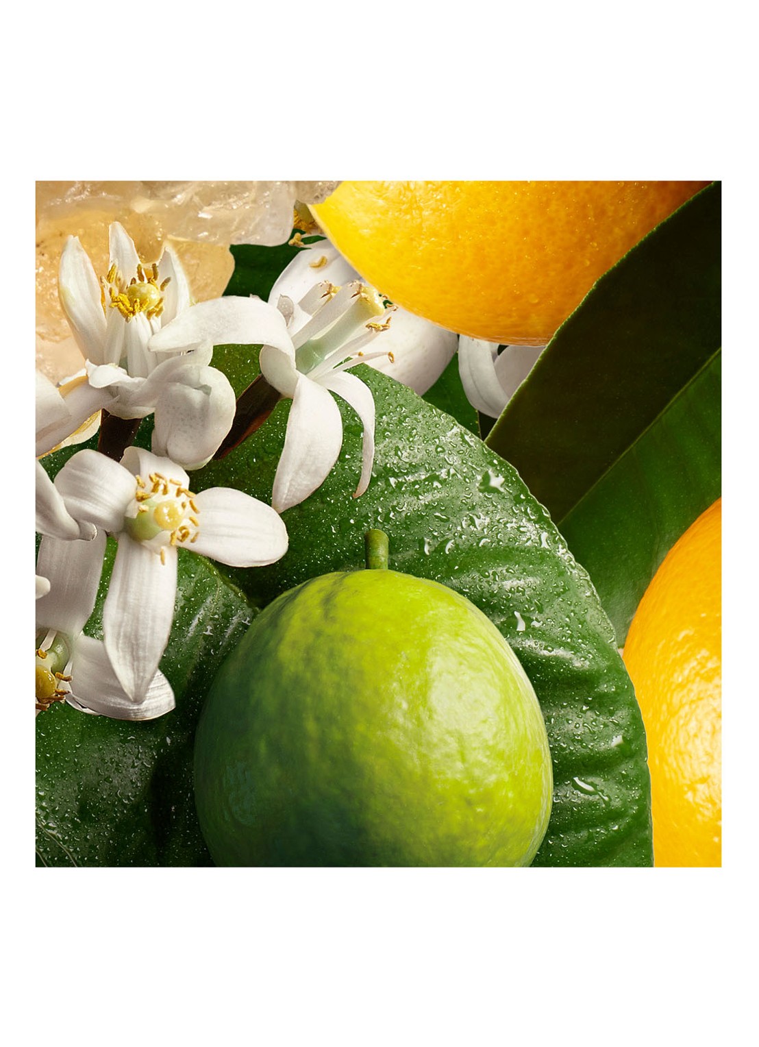 Molton Brown Orange & Bergamot Hand Lotion - handcrème - detail 4 undefined
