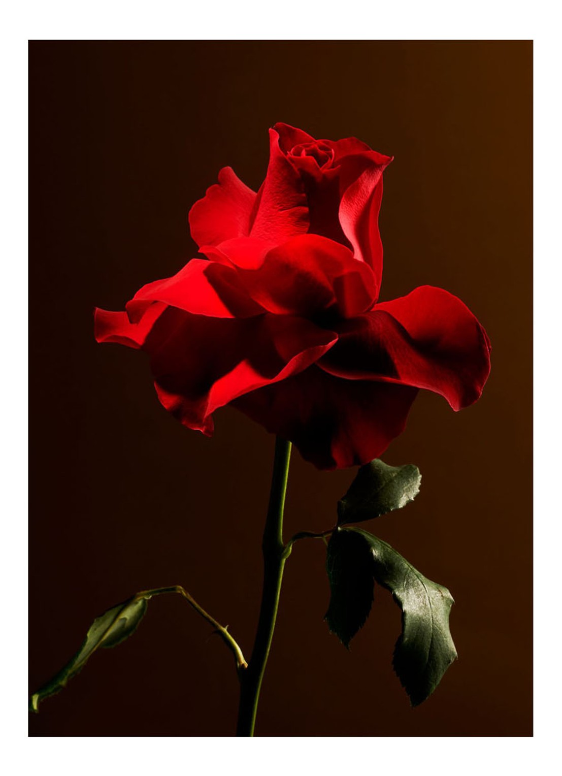 Rituals Imperial Rose Home Perfume - huisparfum - detail 2 undefined
