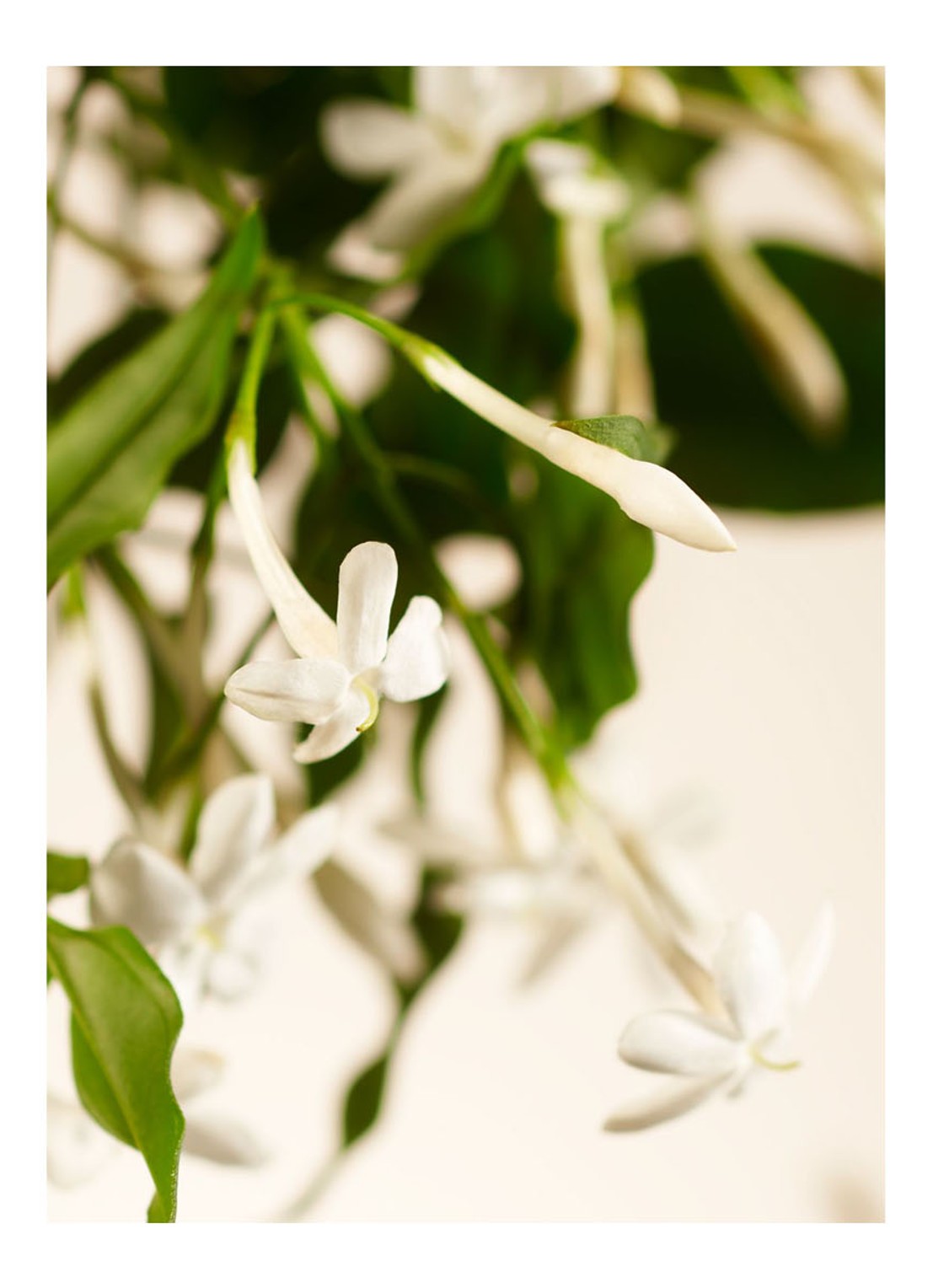 Rituals Sweet Jasmine Cartridge - parfum diffuser navulling 30 ml - detail 3 undefined