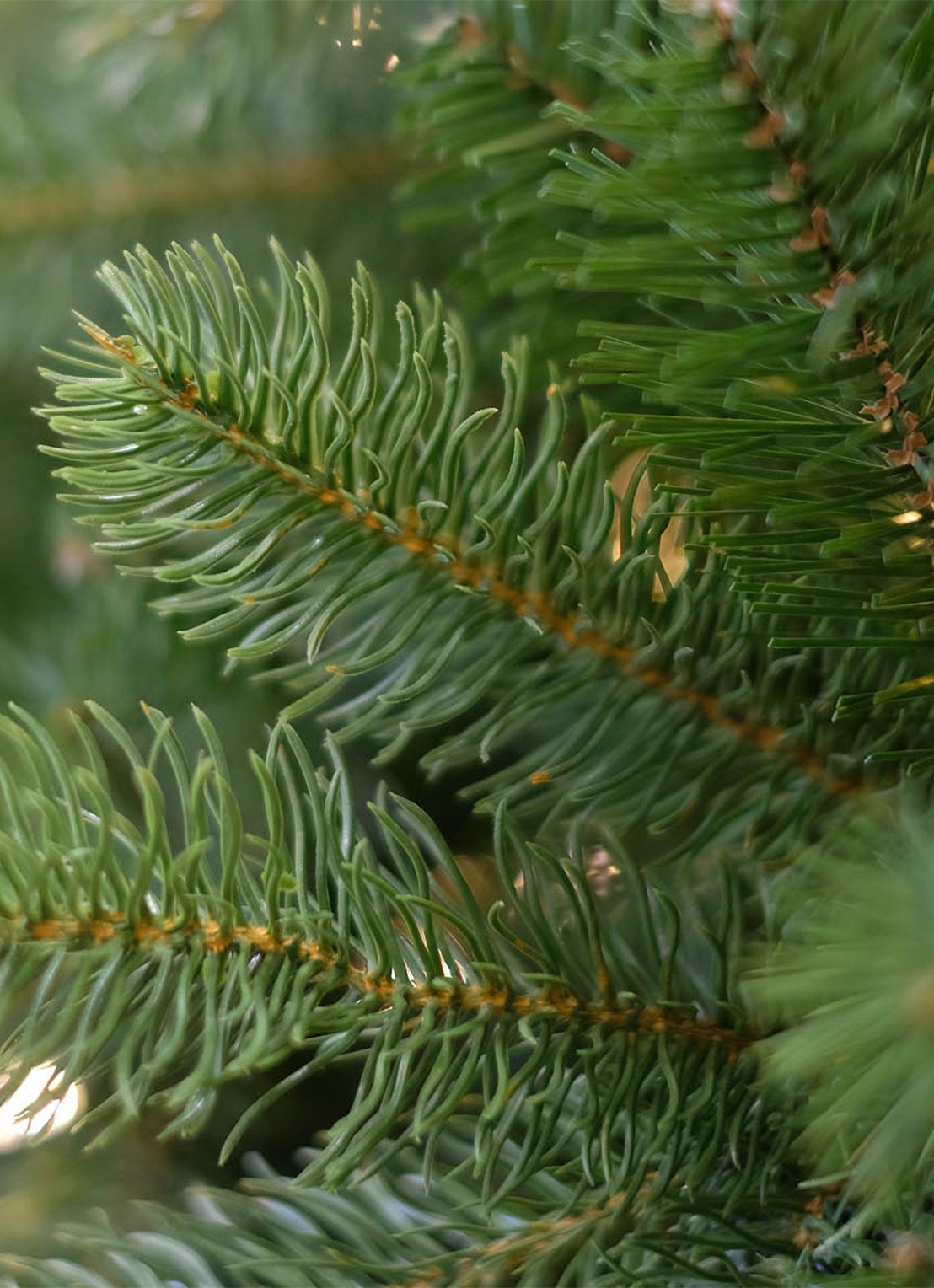Van Der Gucht Feel Real® Bayberry® kerstkunstboom 228 cm - achterkant groen