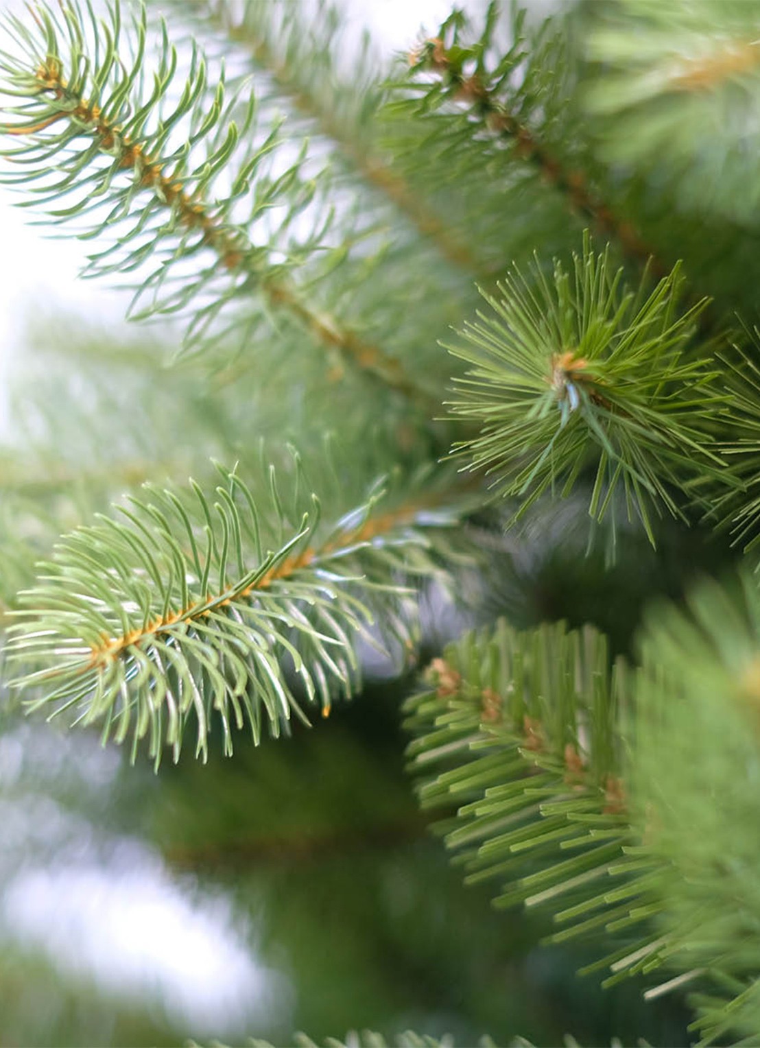 Van Der Gucht Feel Real® Bayberry® kunstkerstboom 183 cm - detail groen