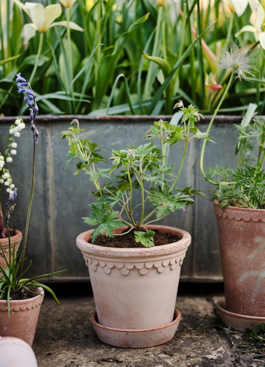 Bergs Potter Københavner bloempot voor binnen en buiten Ø14 cm - voorkant 2 donkerbeige