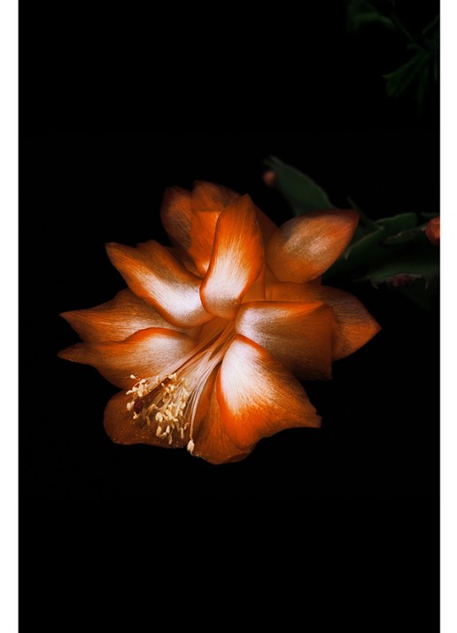 Byredo Black Saffron absolu de parfum - detail 4 undefined
