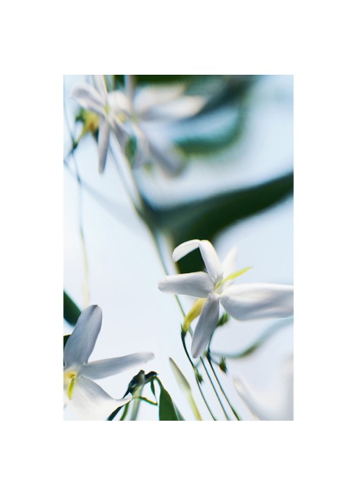 Byredo Blanche Absolu de parfum - detail 5 beige