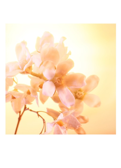 Charlotte Tilbury Joyphoria Eau de Parfum - detail 3 undefined