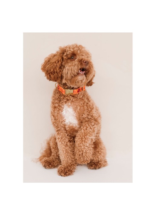 DOGGUO Flower collar M halsband voor honden 36 x 52 cm - detail 2 orange