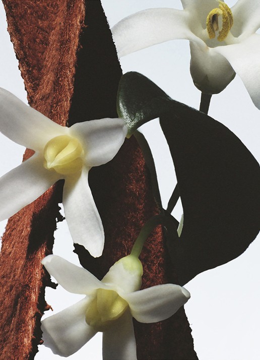 Dries Van Noten Fleur du Mal Eau de Parfum - voorkant 3 undefined