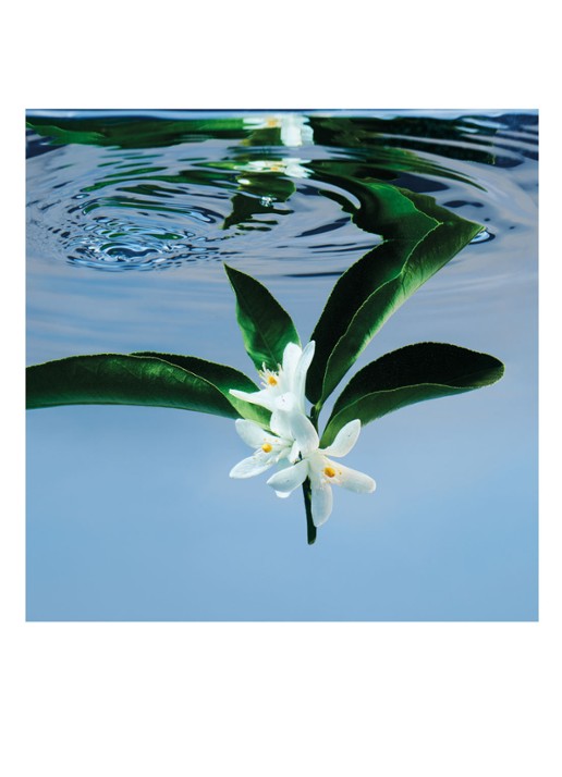 Gucci Gucci Bloom Eau de Toilette - detail 4 undefined