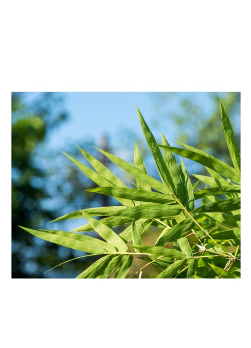 Kiehl's Facial Fuel Energizing Tonic for Men - detail 4 undefined
