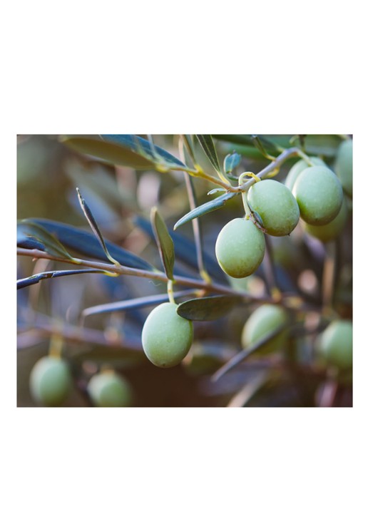 Kiehl's Olive Fruit Oil Nourishing Shampoo - detail 5 undefined