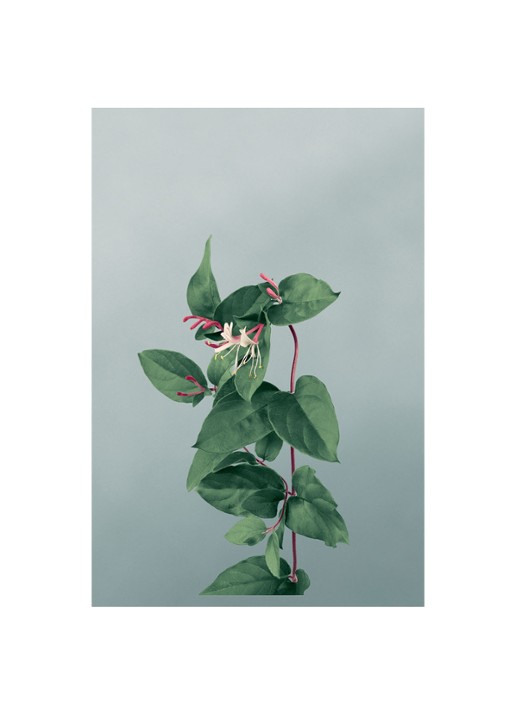 LOEWE Large Honeysuckle Candle - geurkaars 2120 gram  - detail 4 undefined