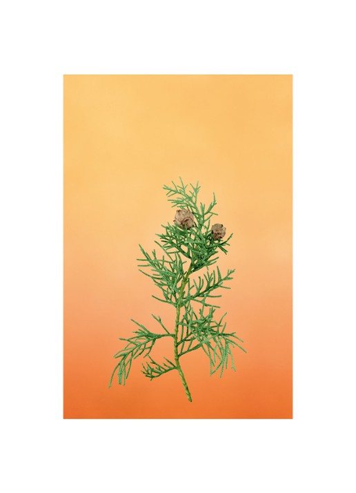 LOEWE Medium Cypress Balls Candle - geurkaars 610 gram - detail 4 undefined