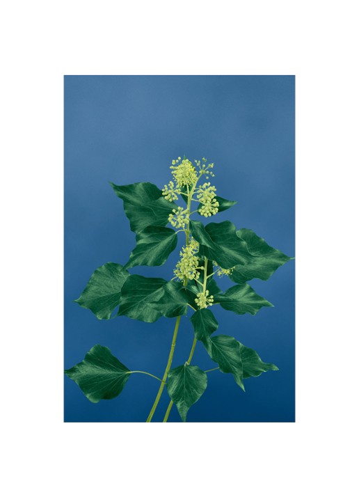 LOEWE Medium Ivy Candle - geurkaars 610 gram - detail 4 undefined