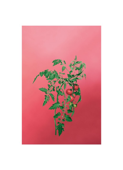 LOEWE Medium Tomato Leaves Candle - geurkaars 610 gram - detail 4 undefined