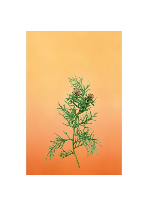 LOEWE Small Cypress Balls Candle - geurkaars 170 gram - detail 4 undefined