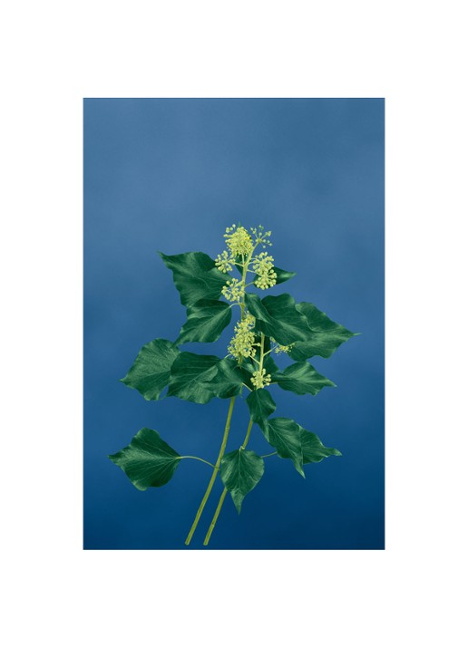 LOEWE Small Ivy Candle - geurkaars 170 gram - detail 4 undefined