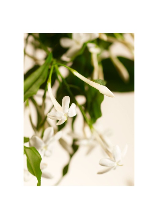 Rituals Sweet Jasmine Fragrance Sticks Refill - navulling voor geurstokjes - detail 2 undefined