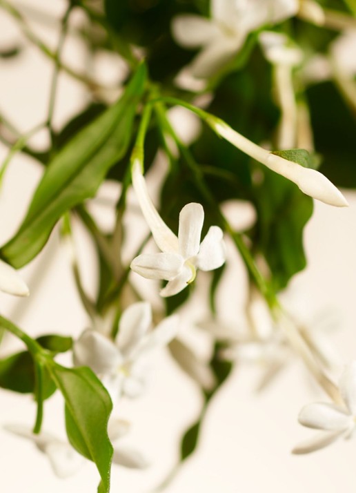 Rituals Sweet Jasmine Scented Candle - geurkaars  - detail 4 transparant