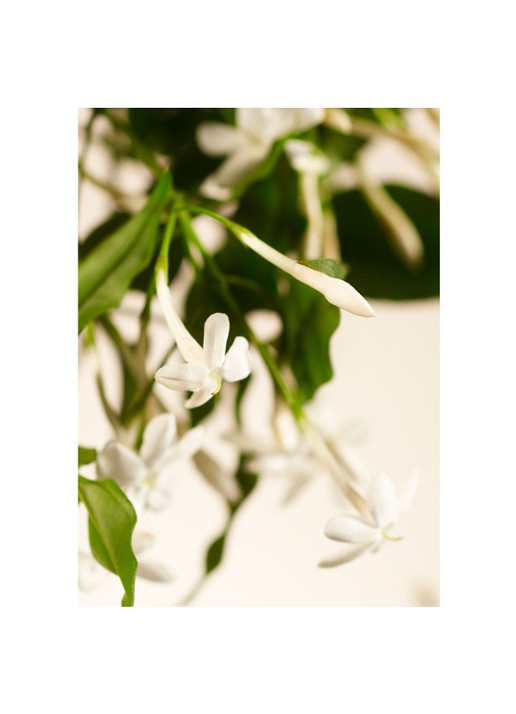Rituals Sweet Jasmine XXXL geurkaars 6000 gram - voorkant 6 goud